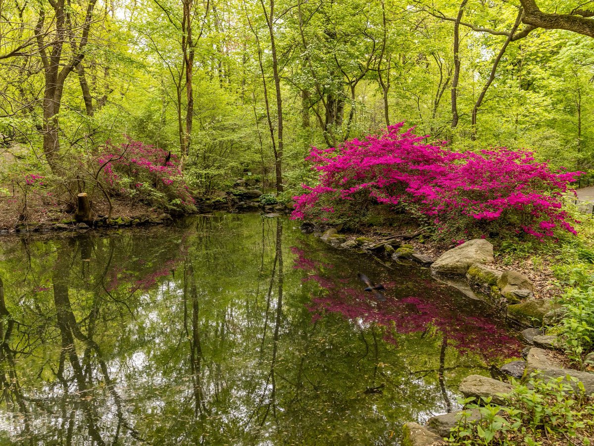 Central Park tweet media