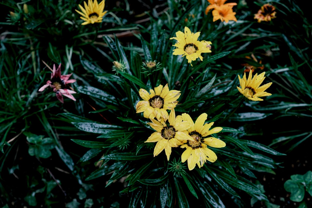 さう📷X-E5+G100D tweet media