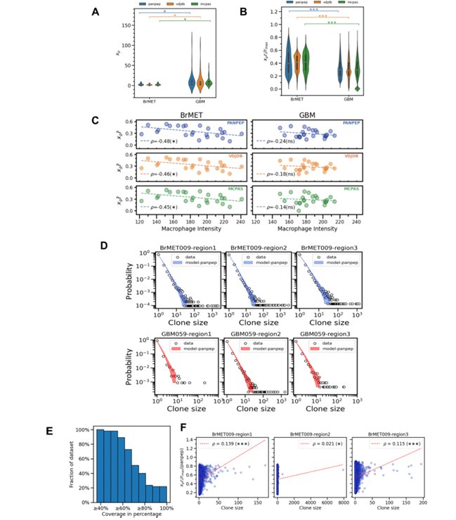 OhioStatePIIO's tweet photo. 🚀 New research alert in tumor immunology! 🧠🧬

🧪 Neoantigens and stochastic fluctuations regulate T cell proliferation in primary and metastatic malignant brain tumours

Using sequencing data from glioblastoma (GBM) and brain metastases (BrMET), #PIIO Member Dr. Jay Das and team reveal that:
🔹 T cell clone sizes follow a heavy‑tailed distribution—a few large clones, many small ones
🔹 Neoantigen–TCR interaction strength and stochastic proliferation are key drivers of T cell expansion
🔹 Higher T cell proliferation rates are predicted in BrMET vs GBM
🔹 A validated mathematical model accurately predicts intratumoral T cell diversity
🔹 The framework can even forecast peripheral T cell responses to neoantigen vaccines 🎯

📈 A powerful fusion of immunology, sequencing, and stochastic modeling—opening doors for better neoantigen selection and brain cancer immunotherapy.

📄 https://t.co/R3zuaB38EI

#Immunology #CancerResearch #Neoantigens #Tcells #Glioblastoma #BrainMetastases #SystemsBiology #MathematicalModeling