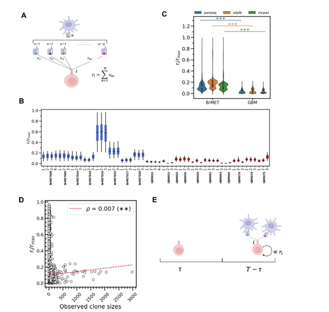 OhioStatePIIO's tweet photo. 🚀 New research alert in tumor immunology! 🧠🧬

🧪 Neoantigens and stochastic fluctuations regulate T cell proliferation in primary and metastatic malignant brain tumours

Using sequencing data from glioblastoma (GBM) and brain metastases (BrMET), #PIIO Member Dr. Jay Das and team reveal that:
🔹 T cell clone sizes follow a heavy‑tailed distribution—a few large clones, many small ones
🔹 Neoantigen–TCR interaction strength and stochastic proliferation are key drivers of T cell expansion
🔹 Higher T cell proliferation rates are predicted in BrMET vs GBM
🔹 A validated mathematical model accurately predicts intratumoral T cell diversity
🔹 The framework can even forecast peripheral T cell responses to neoantigen vaccines 🎯

📈 A powerful fusion of immunology, sequencing, and stochastic modeling—opening doors for better neoantigen selection and brain cancer immunotherapy.

📄 https://t.co/R3zuaB38EI

#Immunology #CancerResearch #Neoantigens #Tcells #Glioblastoma #BrainMetastases #SystemsBiology #MathematicalModeling