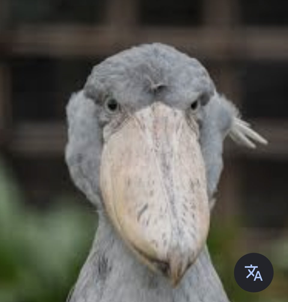 おはようございます🕊️

5月12日(火)気温16°やや曇り

ゆるふわ〜といきませう