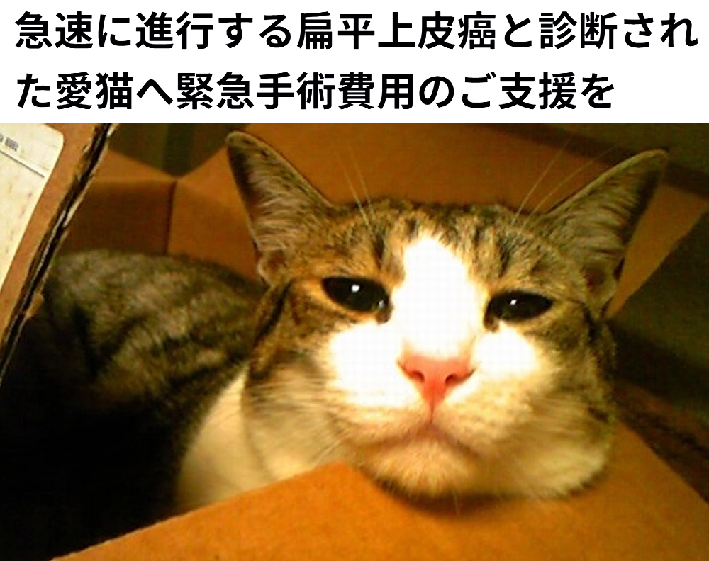 shu ota tweet media