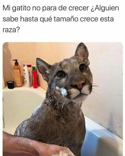 Rincón Curioso tweet media