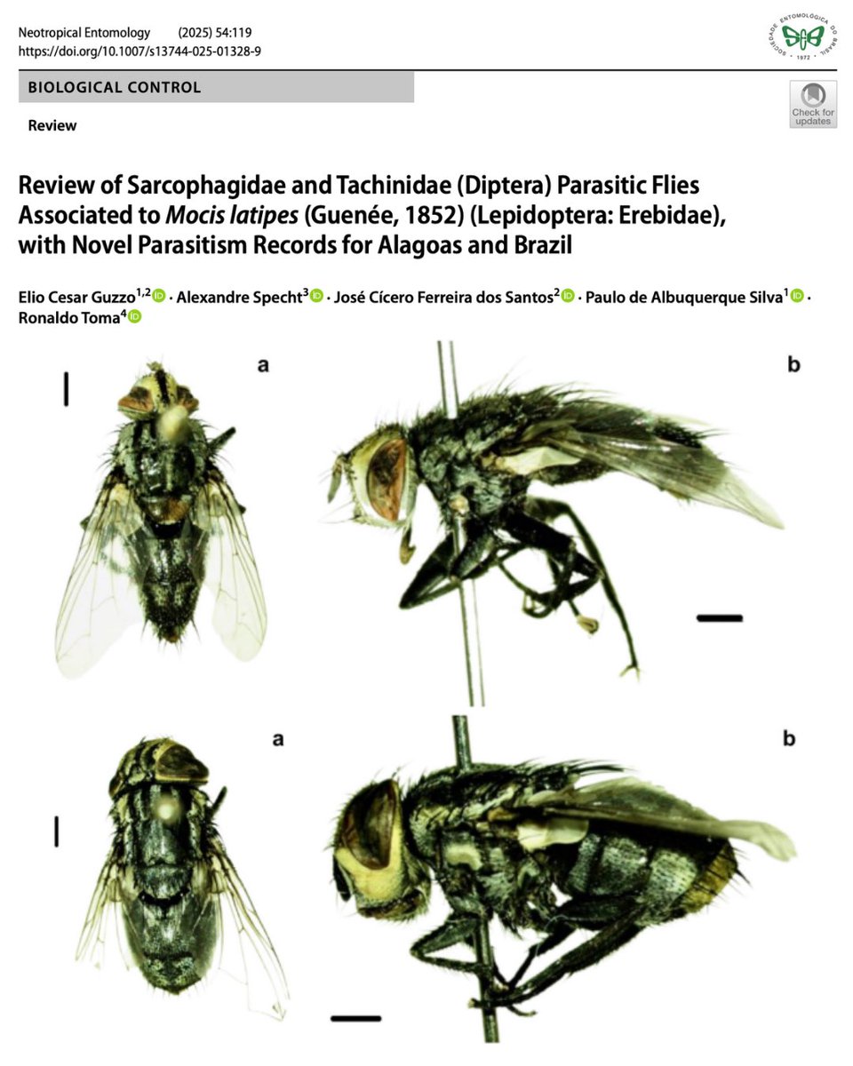 Neotropical Entomology tweet media