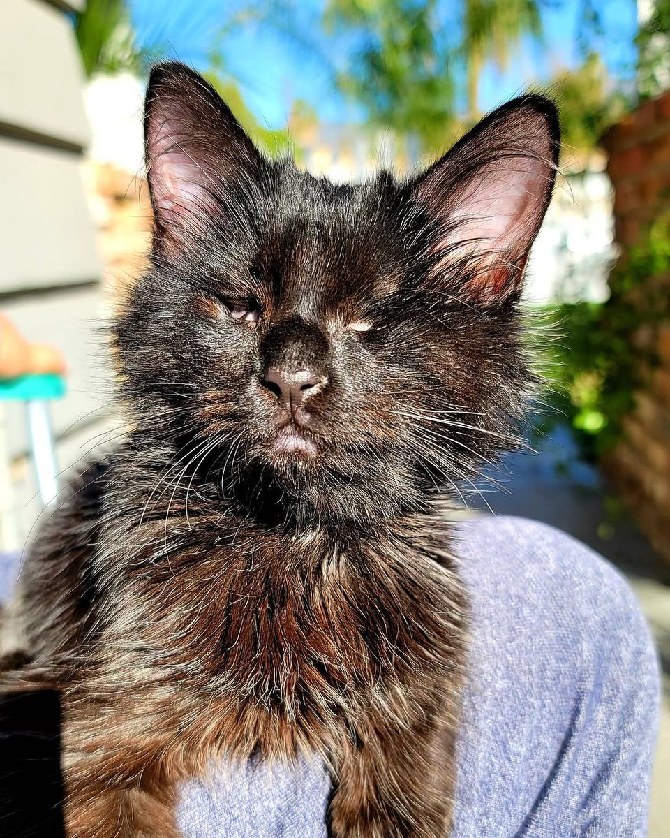 He has made a full recovery and is growing like crazy. He has the most outgoing personality and isn't afraid of anything. Hard to imagine what would have happened to this precious soul without intervention.

PAYPAL INBIO PLEASE DONATE.