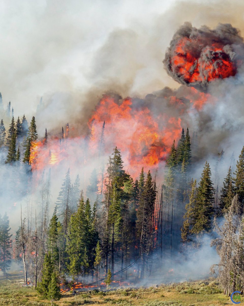 California Forestry Association tweet media