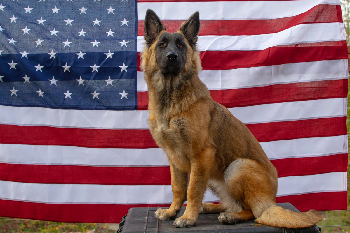 Post Doggos!