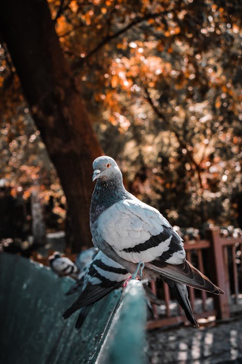 Did you know Italian soldiers once used pigeons to send war messages? 🕊️