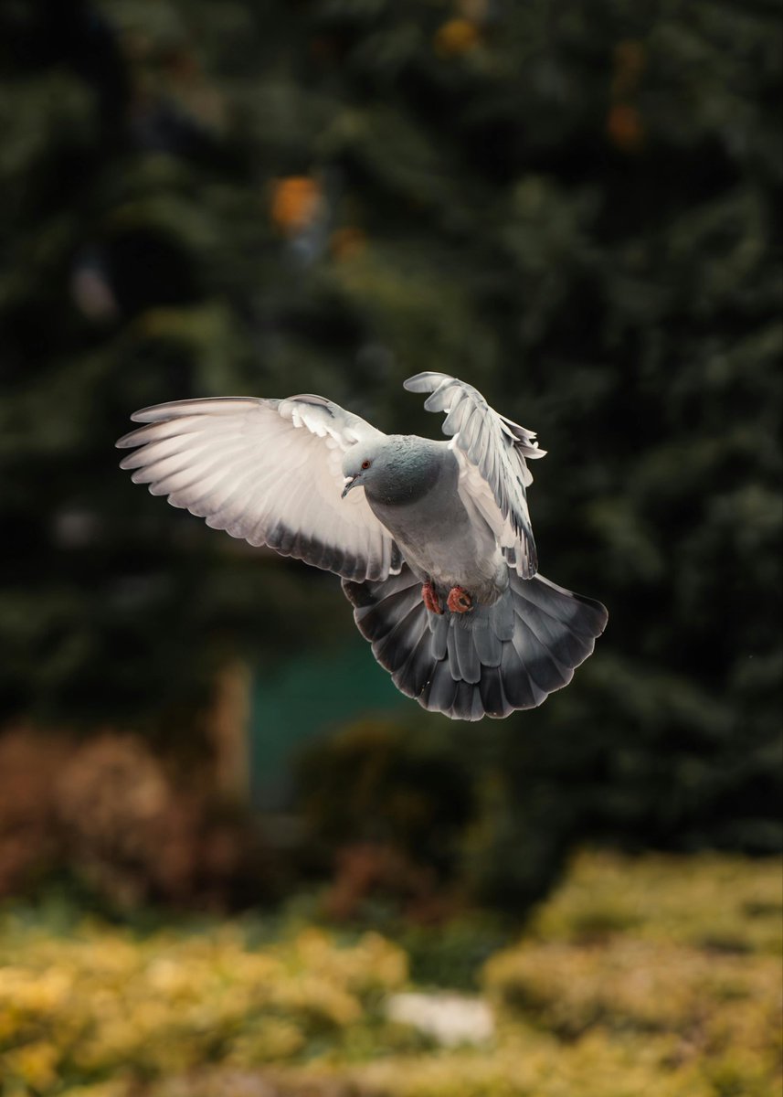 Some missions depended entirely on birds 😳
Smart strategy or risky?
#Italy #Military #History