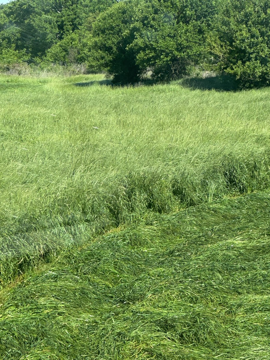 Alloway_Cattle's tweet photo. New stand of fescue.  Didn’t want to risk grazing first year so having to hay it to keep it from smothering itself out it’s so heavy. https://t.co/zaHAzYwqhO