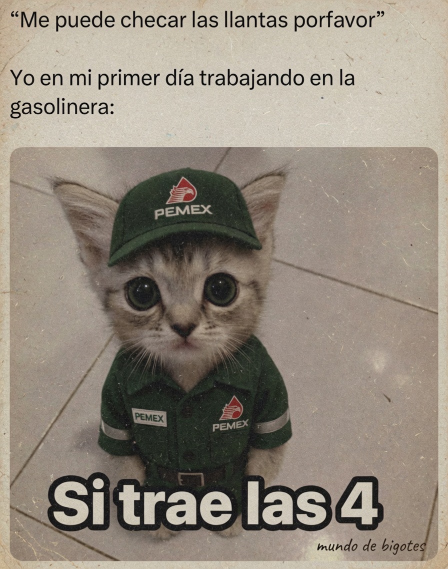 MundoDeBigotes's tweet photo. https://t.co/Yv6Y6AvnhR