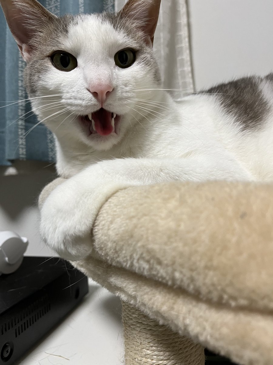 KEI tweet media