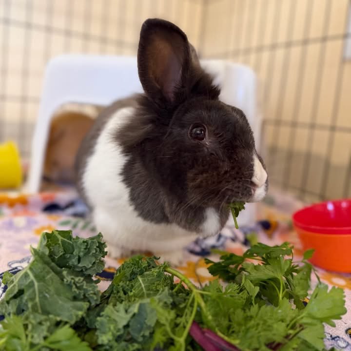 House Rabbit Society tweet media