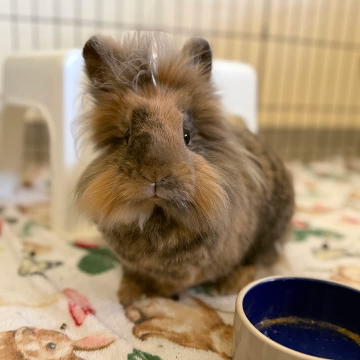 House Rabbit Society tweet media