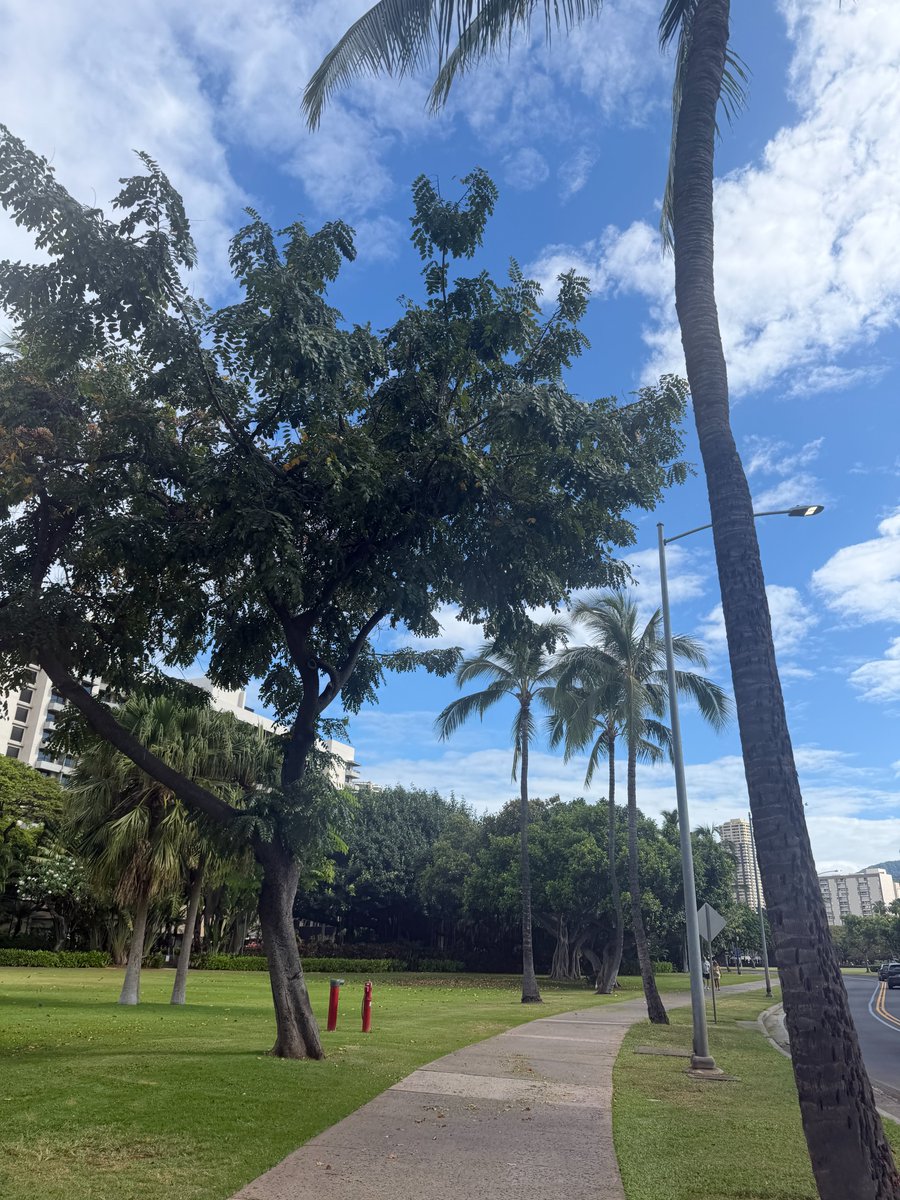 lealeahawaii's tweet photo. #ハワイ からおはようございます😊 本日も素敵な一日になりますように☀🌴

#ハワイ旅行 #ハワイ好きな人と繋がりたい #ワイキキ https://t.co/gqBka38XTf