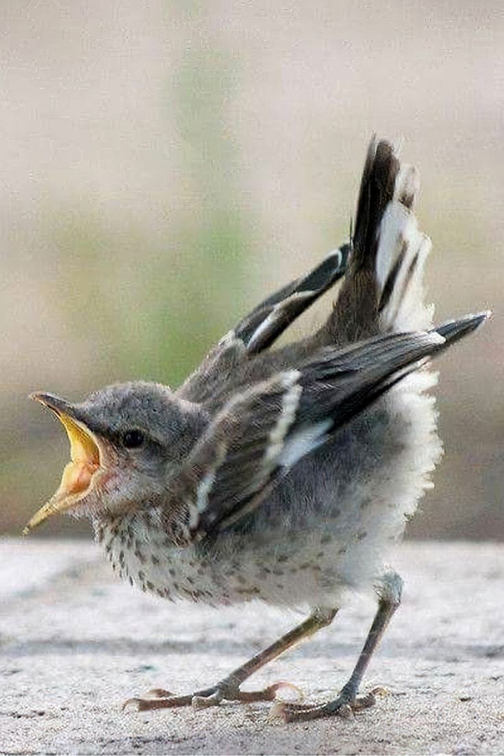 mockingbird tweet media