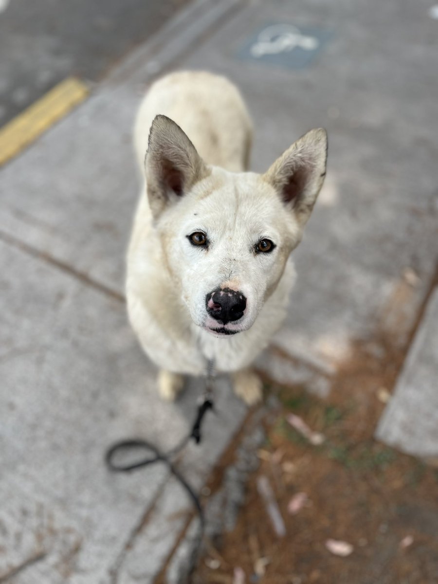 𝙷𝚎𝚕𝚊 𝙼𝚘𝚛𝚎 🐶 tweet media