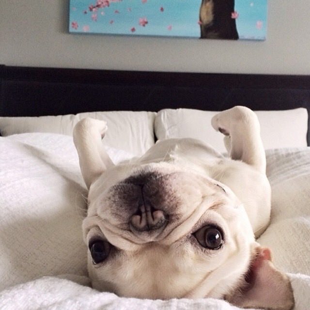 BarkBox tweet media