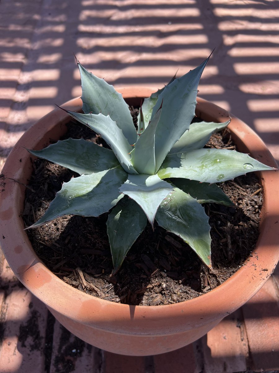 Agave Nursery