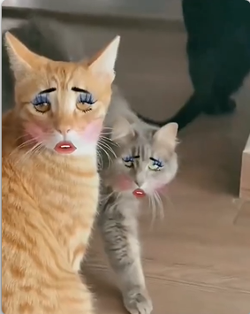 <a href="/catsareblessing/">We don't deserve cats 😺</a> "You put on makeup like a hooker" 🤣