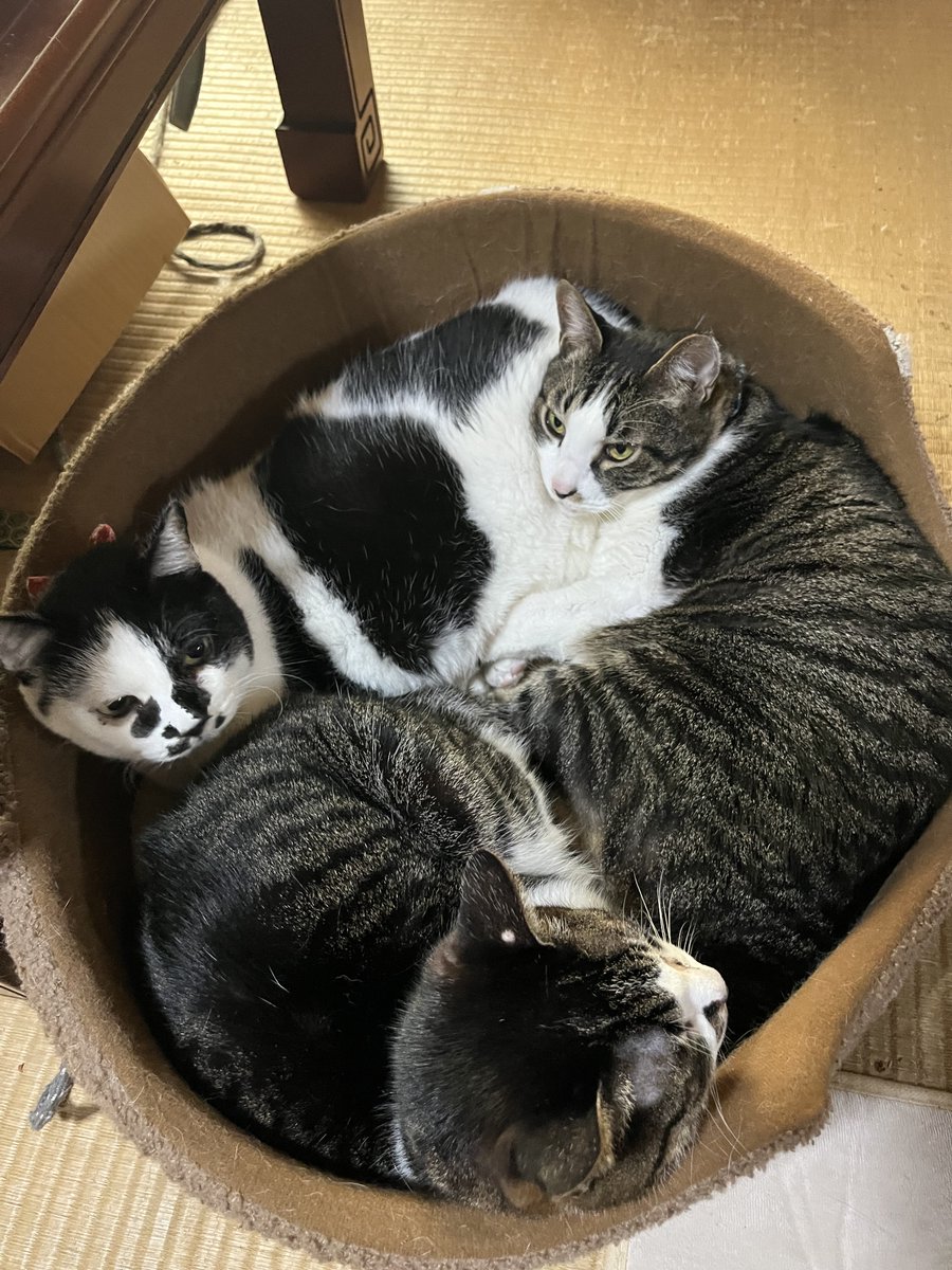 ren_alk's tweet photo. 猫 https://t.co/sS622UMzYY