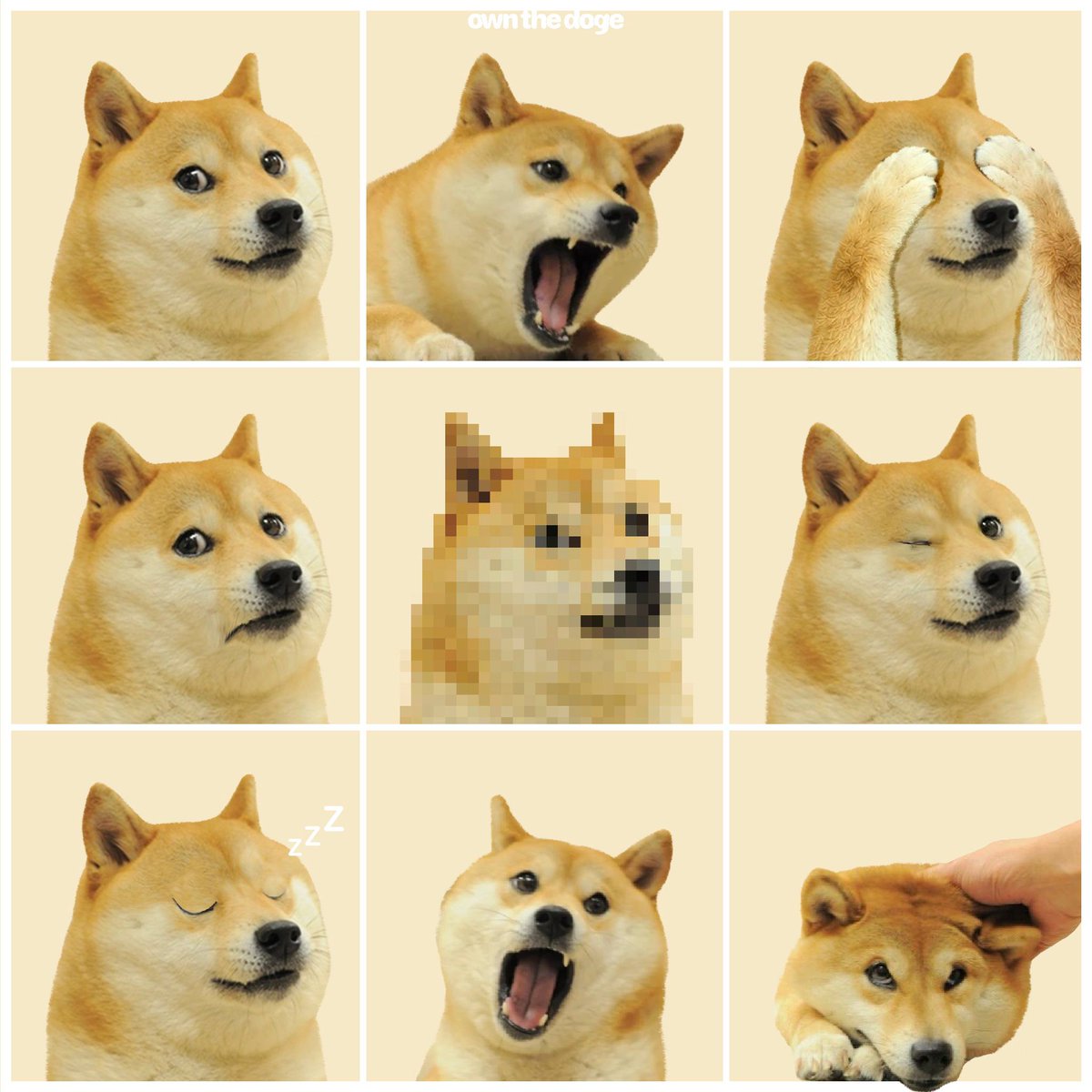 Own The Doge 🐶🖼 tweet media
