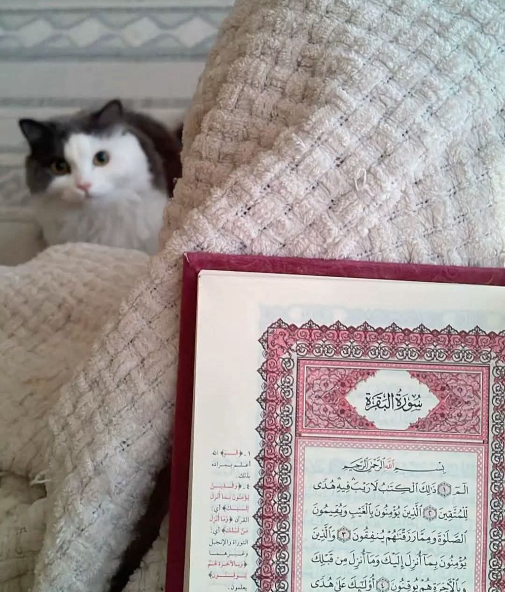 غَـيْمَة🌥️ tweet media