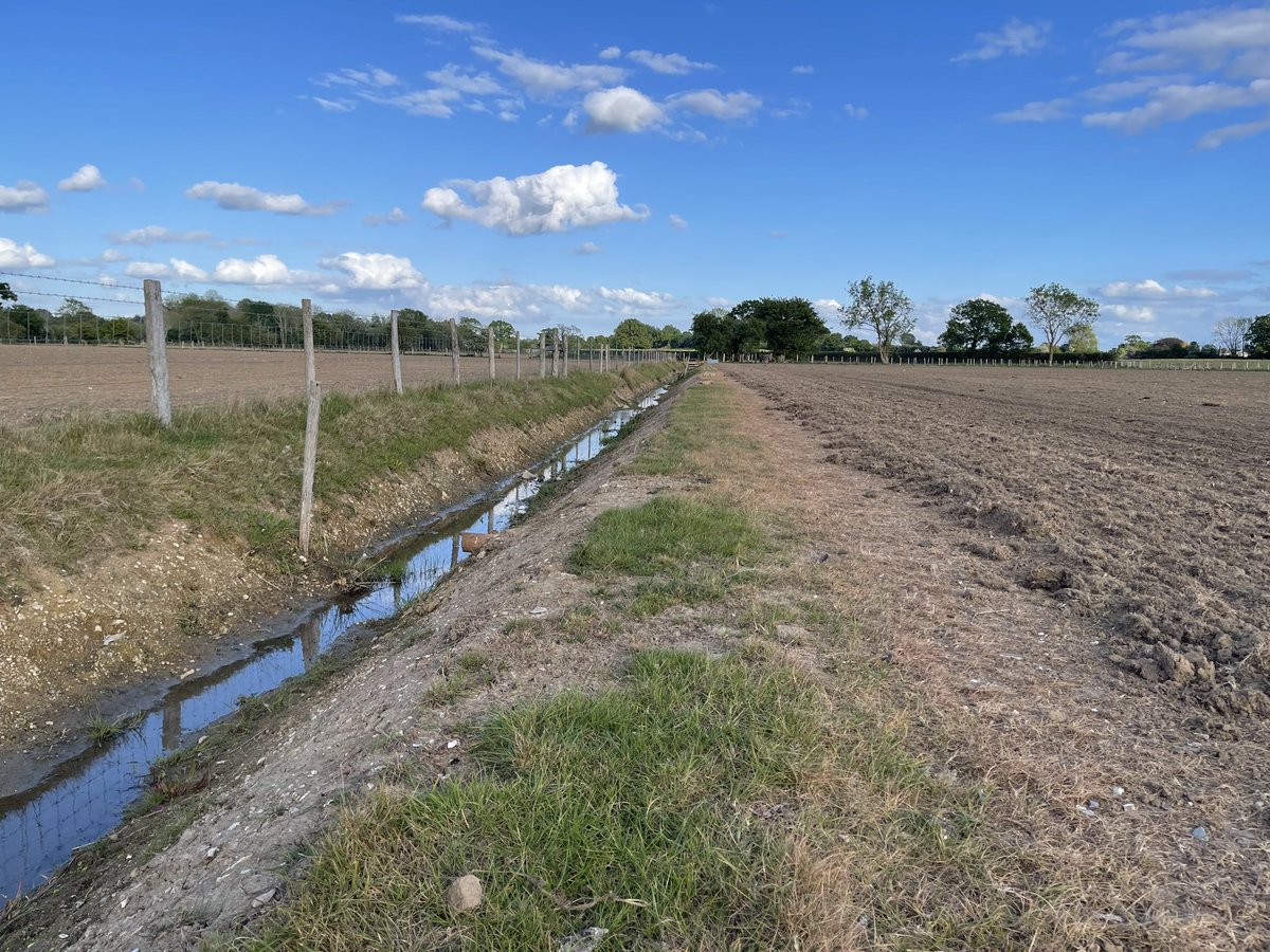 NeilBurt5's tweet photo. The Green Sandpiper was still in this Godinton Park ditch. Yellowhammer &amp; Skylark pair, 2 Whitethroats, up to 7 Swallows &amp; 2 House Martins across the patch this evening plus usual waterbirds &amp; breeders. There are now 3 herds of cattle on the patch.🤞 for a Cattle Egret soon. https://t.co/DGaWUcOU0D