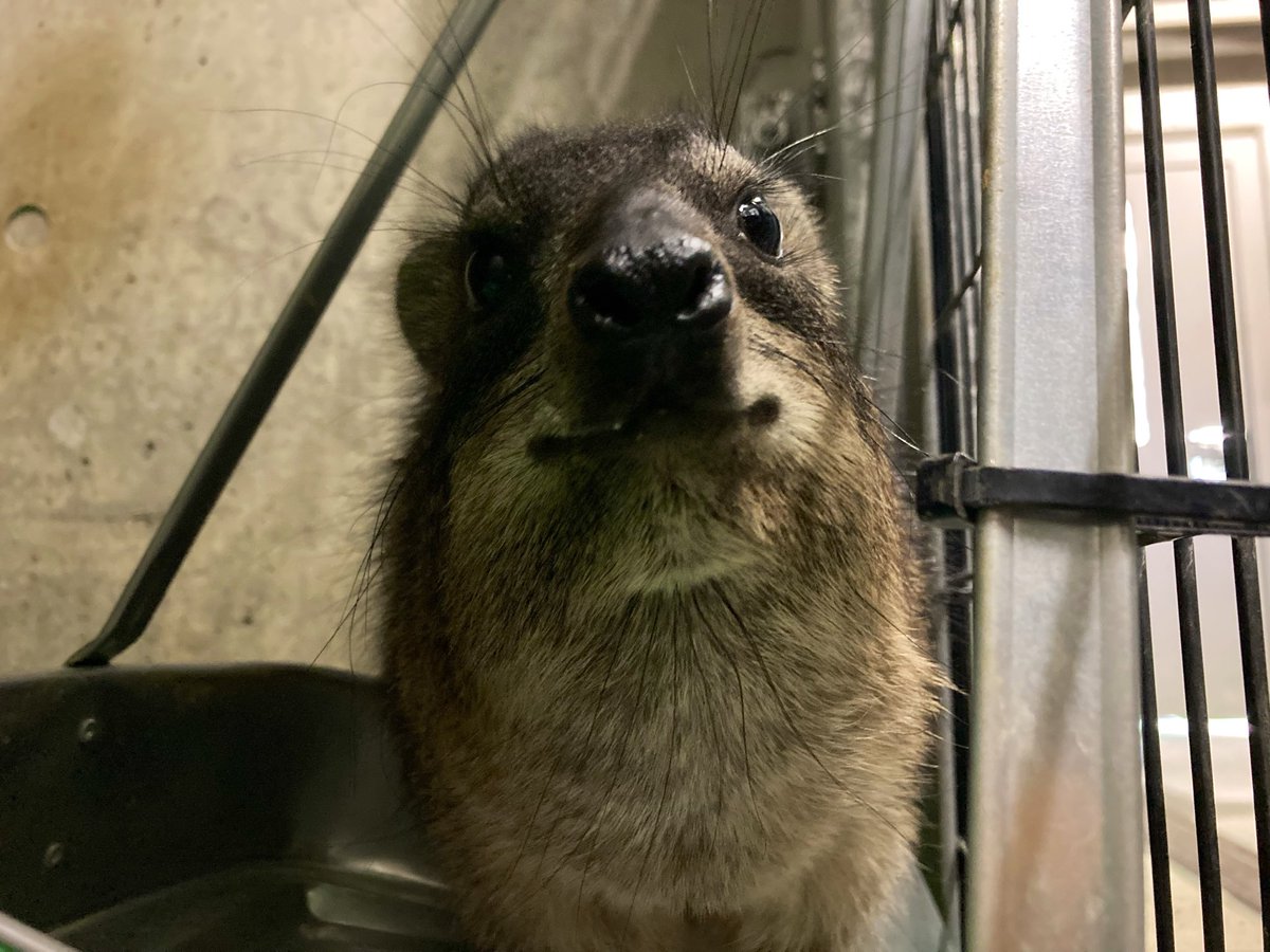 FukuyamaZoo's tweet photo. 昨日のちりとりラックス
#付けるだけエンリッチメント
#タカオ福山動物園 #ケープハイラックス #ちりとりラックス https://t.co/ys4nBFmuEP