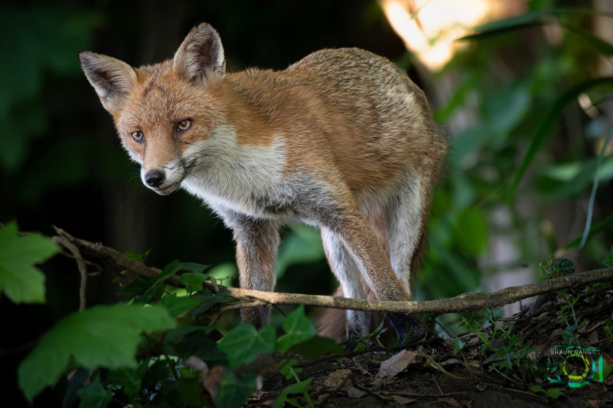 shaunstaveley's tweet photo. Who doesn’t love Foxes!
We seem to have a healthy amount living around us and long may that continue.
#folkestonewelcomeswildlife #communityad #fox #foxesofinstagram #wildlife https://t.co/8o8jKFHTnq