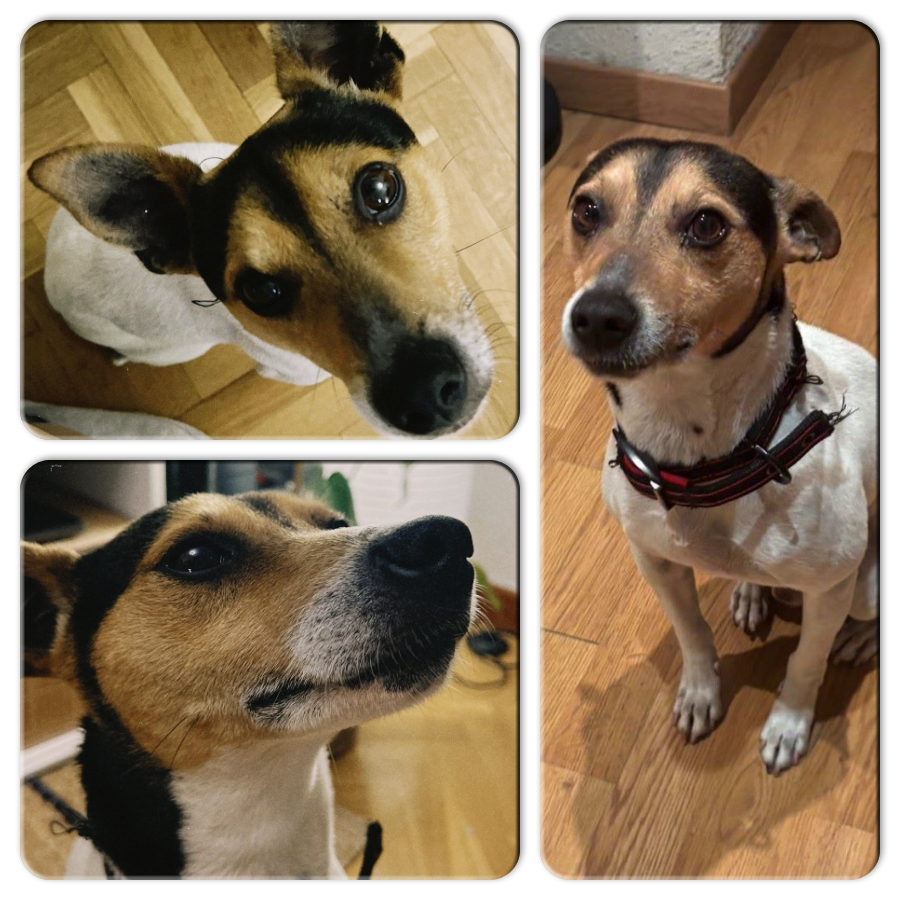 NUEVA VIDA ADOPCIONES tweet media