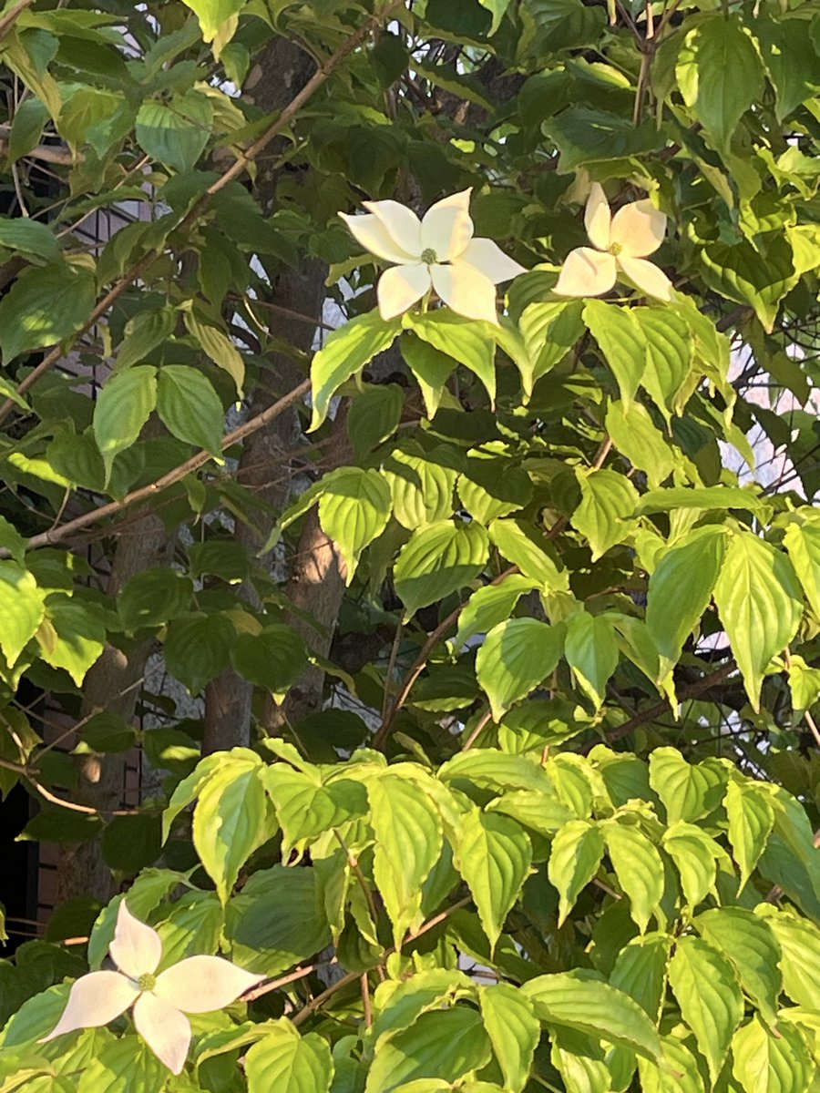 pod_done's tweet photo. 日差しを浴びるエゴの木
夕映えの山帽子
#YesPeace🕊️ https://t.co/HcSSukl8WT