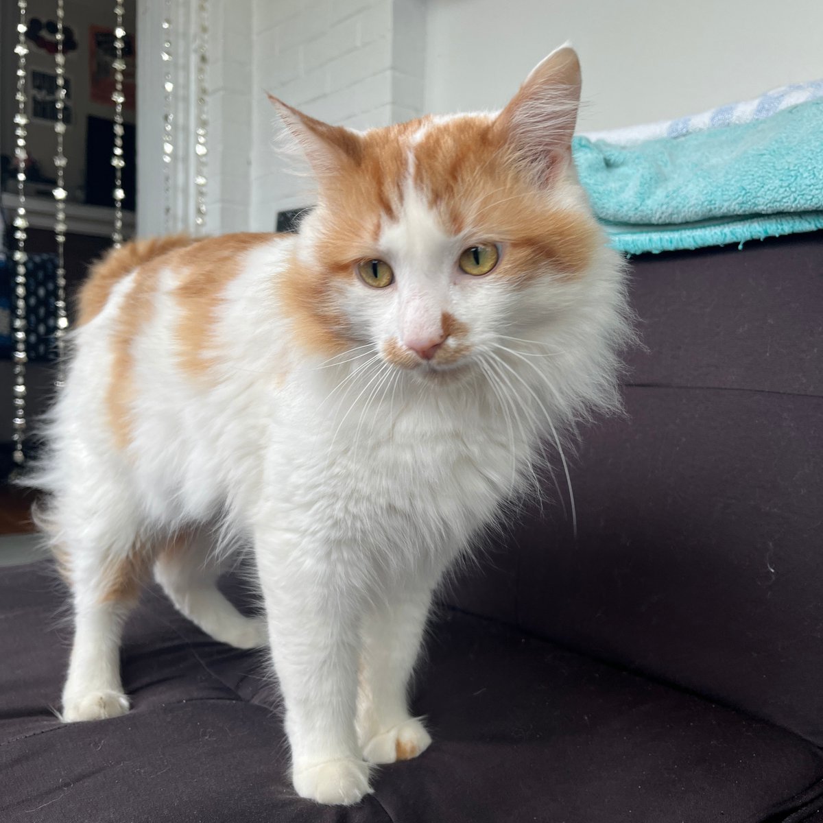 Tree House Humane Society tweet media