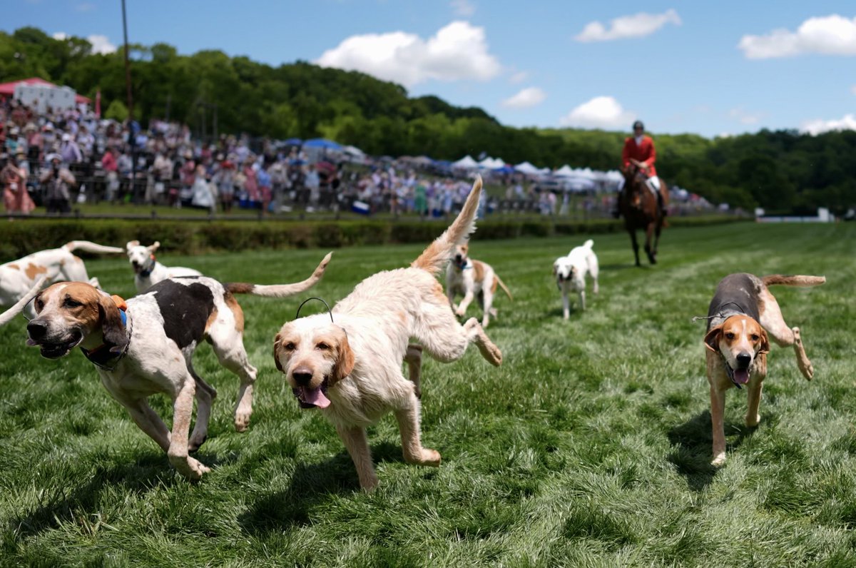 STRIPPEDco's tweet photo. 📍#Tenessee, #USA- Hounds run during the Parade of Mells Foxhounds at the Iroquois Steeplechase.
#StrippedNews #Hounds #Parade #Steeplechase #Nature #Animals #News https://t.co/4ql4O2ItUx