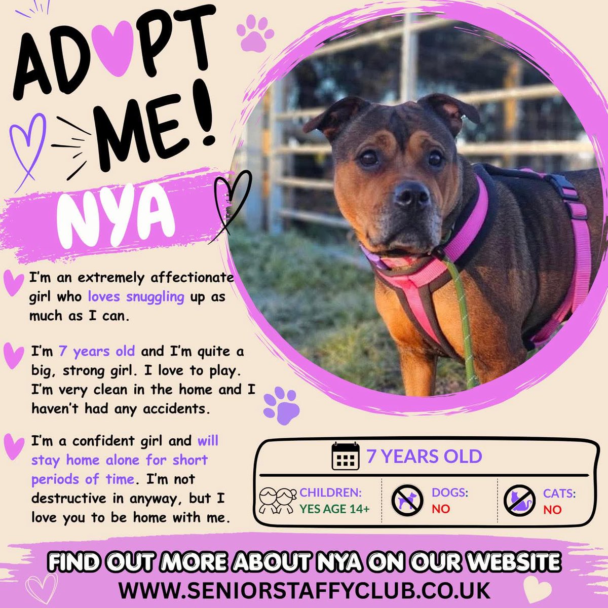 Senior Staffy Club Dog Rescue tweet media