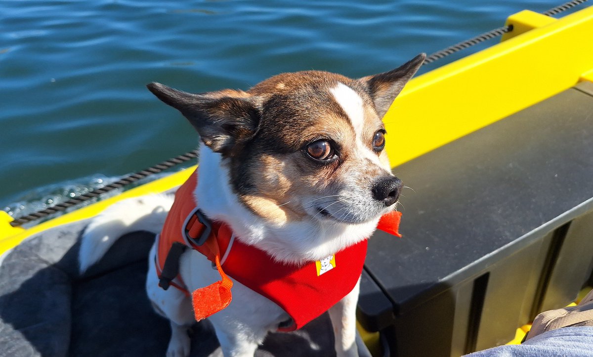 subquark's tweet photo. Been a very long time, 18 months, since we posted. We lost Cheech a month after that last post. A month later we got this 8-year old, Kota. He's a sweety and loves his walks. =) https://t.co/uyGkLTe0RW