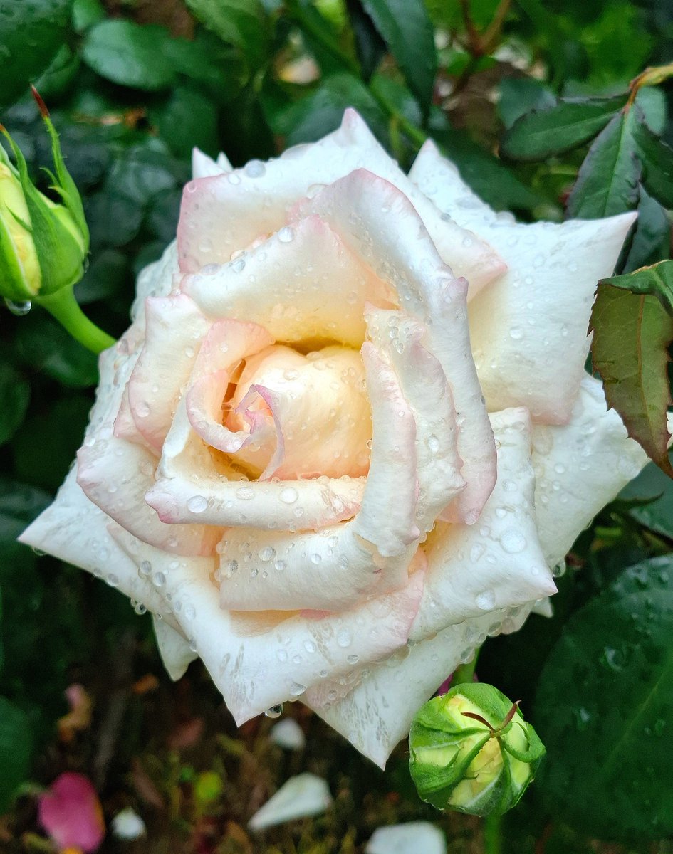 Tomo_NightBird's tweet photo. Good Morning  

#flowers #flowerphotography #nature #naturephotography https://t.co/U1tjfD9zYP