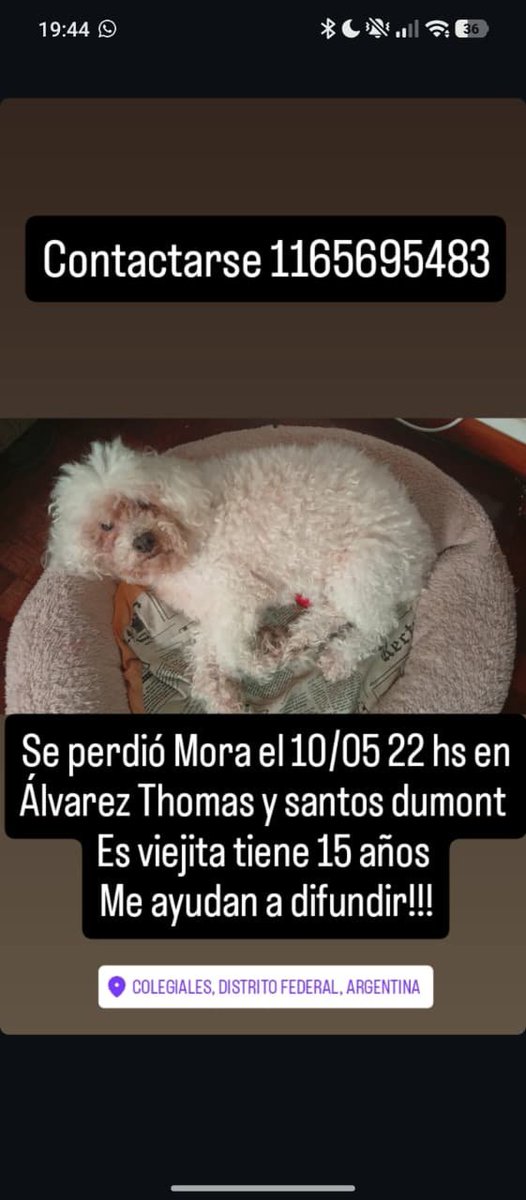 Gabriel Levinas tweet media