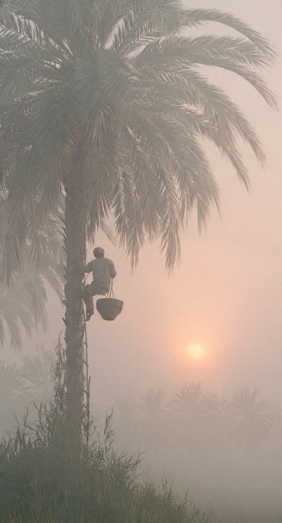 NabajitDey16's tweet photo. The collection of palm (khejur) juice is a unique picture of an Indian village. This is a pure and natural resource for the villagers.🌿🌿 Good morning 🌞
#IndianVillage
#FarmLife
#HappyTuesdayMorning https://t.co/IhsRRCcaBO