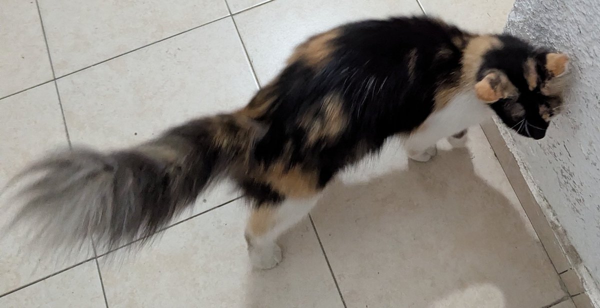 _Seoran_'s tweet photo. もう三回目なんだけど、仕事から帰ってきて、パーキングのところから家までこの塗ら猫は僕とドアまで連れてくるwww
可愛いんだにゃ https://t.co/mgREZg8iTH