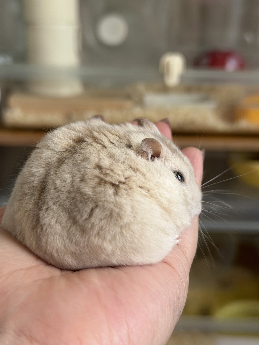 ハムっと🐹みなみ tweet media
