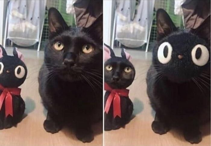 Black cats are not bad luck tweet media