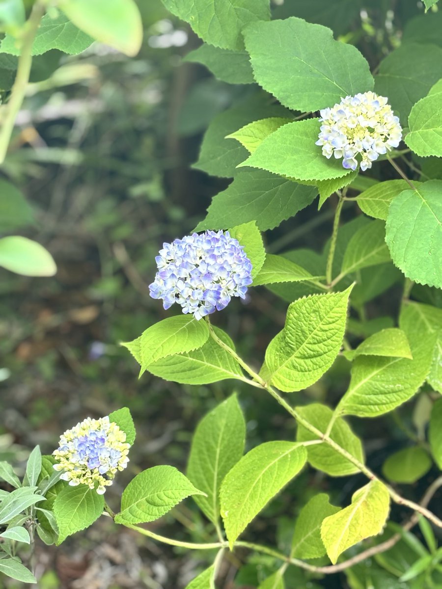 ootakagarden's tweet photo. 今日のガーデン🌹
一部アジサイが咲き始めました🌱
毎年早くなる開花。
週末のオープンガーデンにはアジサイもお楽しみに。

#ootakanomori_garden 
#流山オープンガーデン https://t.co/g8fa7Bhb9T