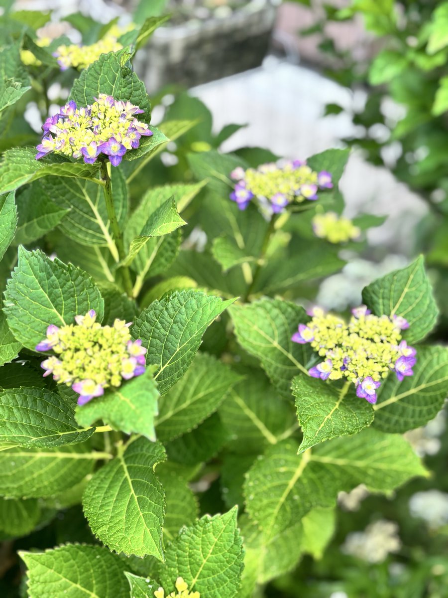 ootakagarden's tweet photo. 今日のガーデン🌹
一部アジサイが咲き始めました🌱
毎年早くなる開花。
週末のオープンガーデンにはアジサイもお楽しみに。

#ootakanomori_garden 
#流山オープンガーデン https://t.co/g8fa7Bhb9T
