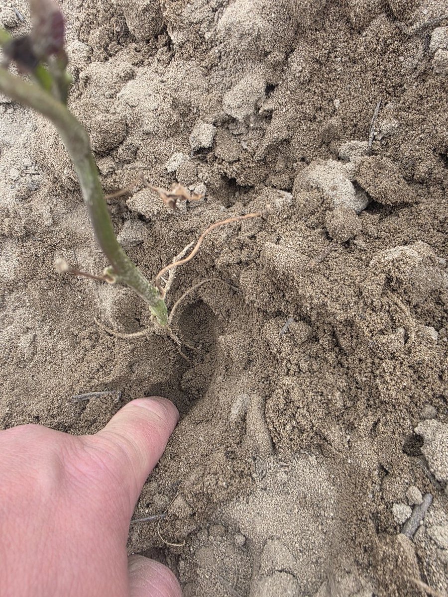 CalAgSolutions's tweet photo. Little Sunday field snapshot of last week's adventures.  
"I don't need you to reinvent the wheel, what we have already works &amp; quite well. I need you to find the right tread that works best &amp; most efficient for this farm." That's the mission. - Bradley Abraham, CAS Agronomist https://t.co/ur8Mxvb7AJ