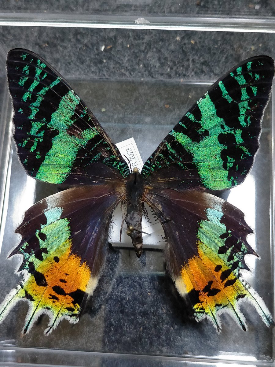 ニシキオオツバメガ（Chrysiridia rhipheus）Andekaleka, moramanga