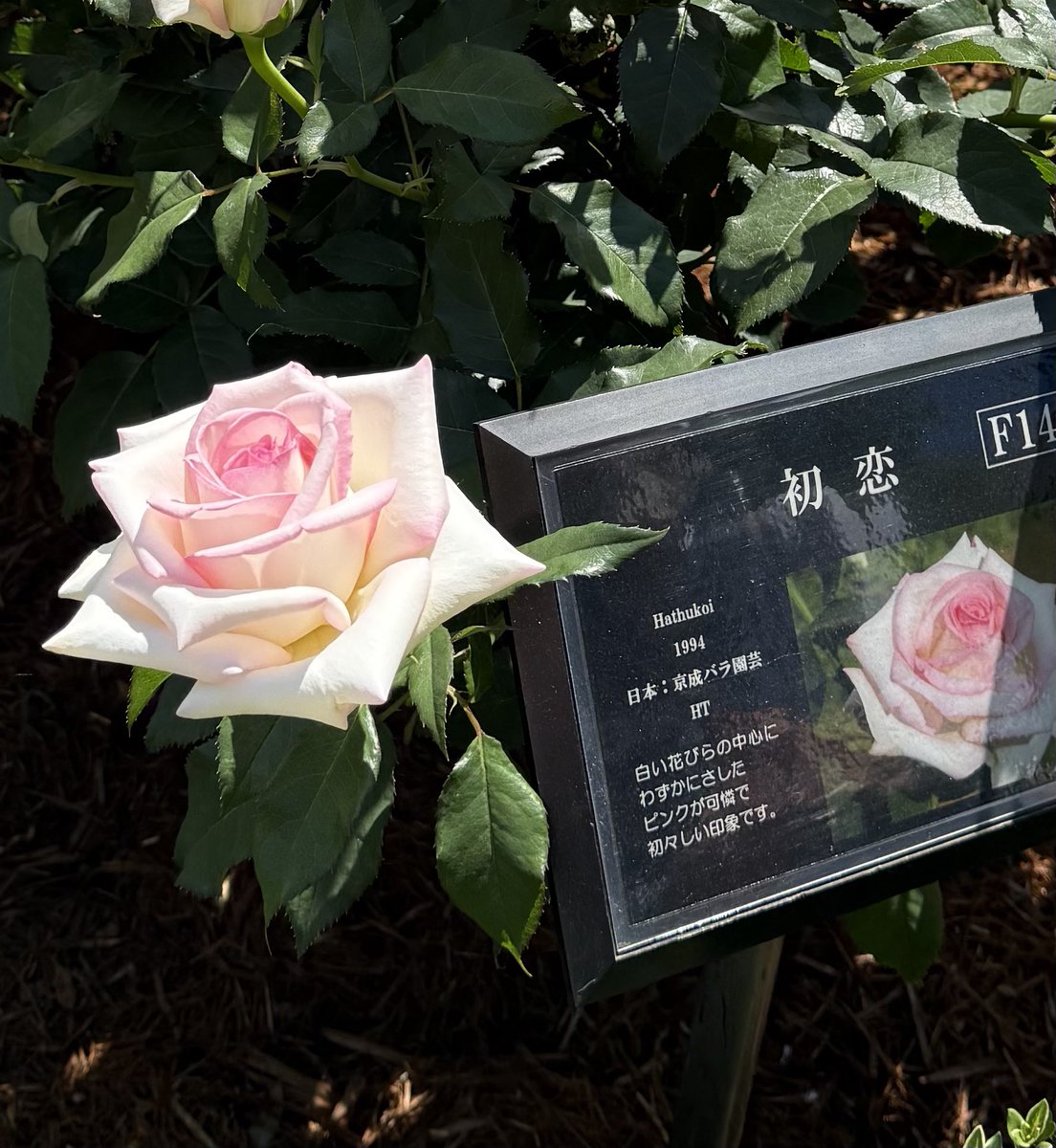 薔薇の名前('86仏/伊/西独) 薄鼠色の中にある藍碧 ただのキセキと言う話し✌️😎