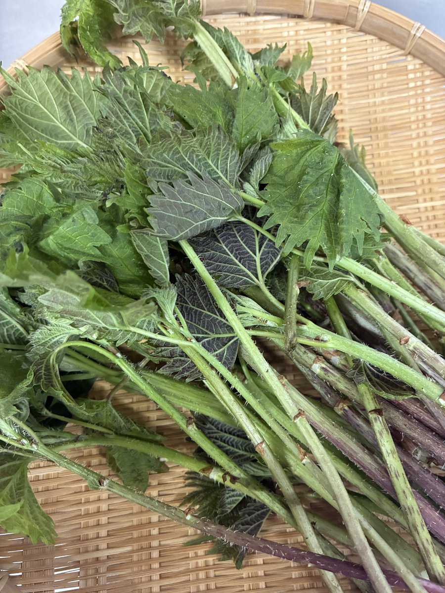 麺屋 友 tweet media