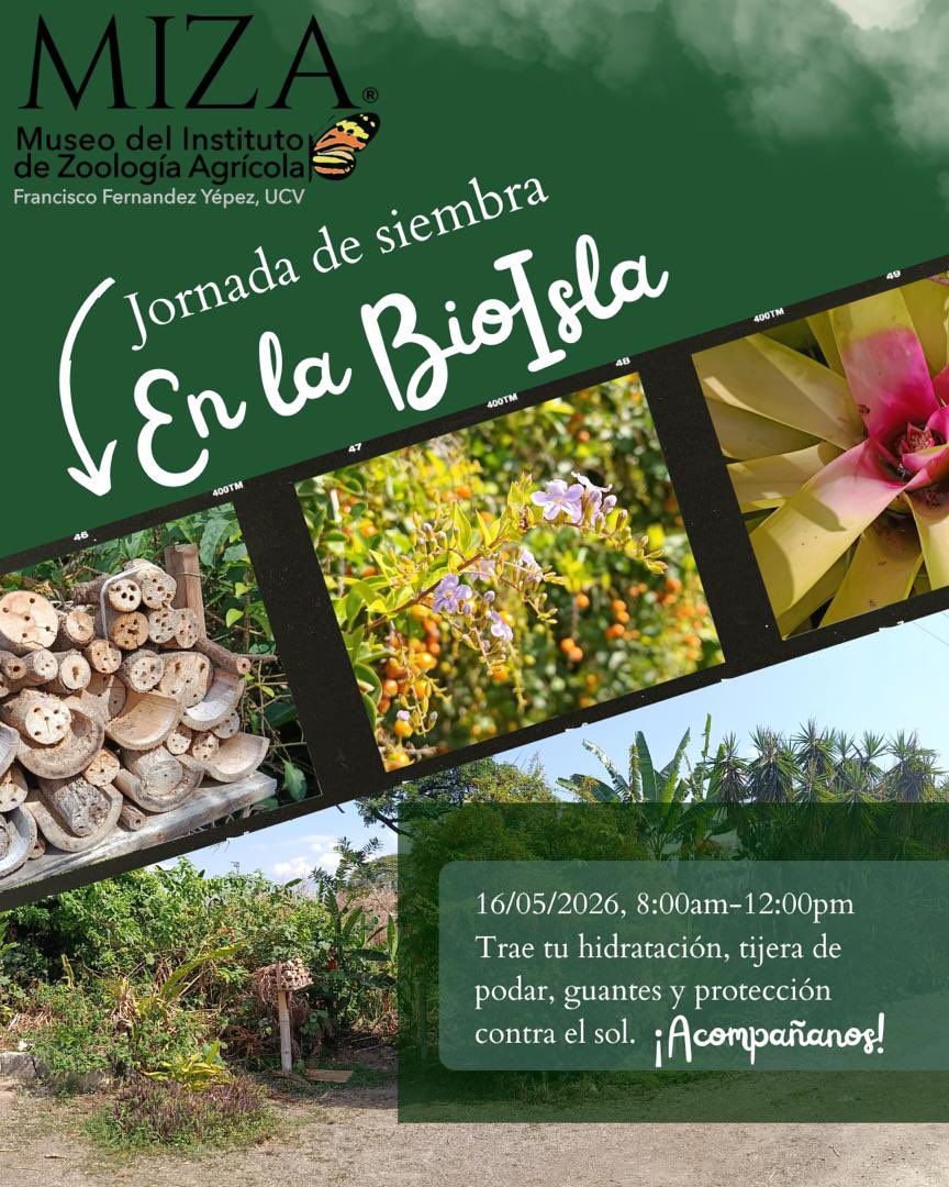 AGiraudG's tweet photo. #Invitación #Mayo16 #JornadaDeSiembra #Bioisla #MIZAUCV @MIZAUCV @sembramostodos 🪴🌱🌳 https://t.co/amUjOuy8PQ