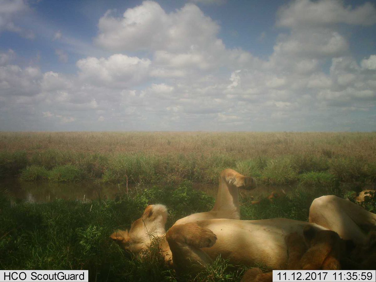 trailcam tweet media